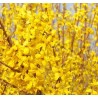 Forsītija ,,Minigold,, /Forsythia x intermedia/ - P9 kont.
