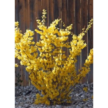 Forsītija ,,Minigold,, /Forsythia x intermedia/ - P9 kont.