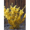 Forsītija ,,Minigold,, /Forsythia x intermedia/ - P9 kont.