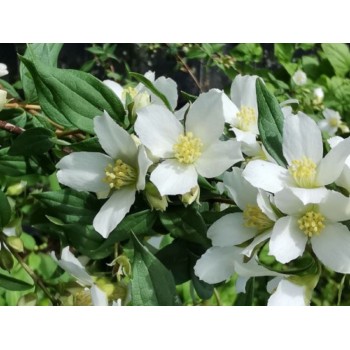 Filadelfs - jasmīns ,,Mont Blanc,, /Philadelphus x lemonei/- P9 kont.