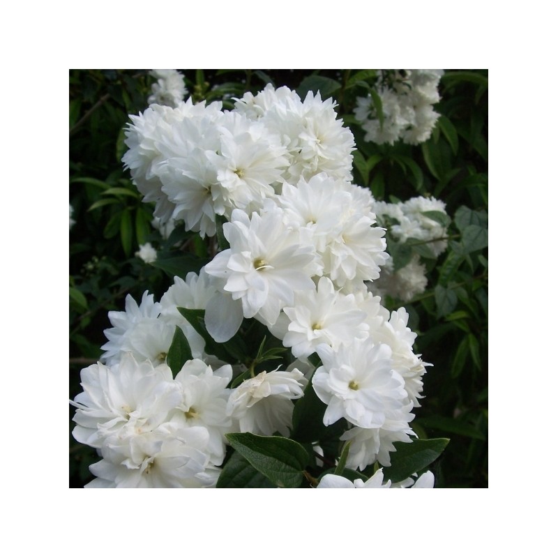 Lemuāna jasmīns ,,Frosty Morn,, /Philadelphus x lemonei/ - P9 kont.