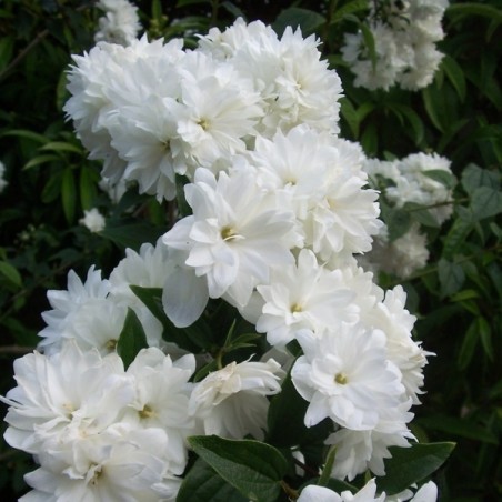 Lemuāna jasmīns ,,Frosty Morn,, /Philadelphus x lemonei/ - P9 kont.
