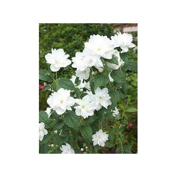 Lemuāna jasmīns ,,Frosty Morn,, /Philadelphus x lemonei/ - P9 kont.