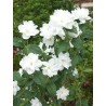 Lemuāna jasmīns ,,Frosty Morn,, /Philadelphus x lemonei/ - P9 kont.