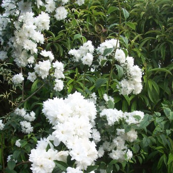 Lemuāna jasmīns ,,Frosty Morn,, /Philadelphus x lemonei/ - P9 kont.