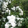 Lemuāna jasmīns ,,Frosty Morn,, /Philadelphus x lemonei/ - P9 kont.