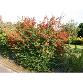 Sarkanā pirakanta ,,Red Column,, /Pyracantha coccinea/ -P9 kont.