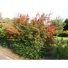 Sarkanā pirakanta ,,Red Column,, /Pyracantha coccinea/ -P9 kont.