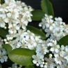 Sarkanā pirakanta ,,Red Column,, /Pyracantha coccinea/ -P9 kont.