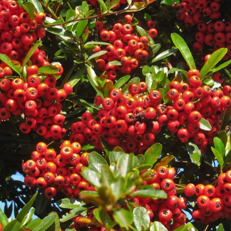Sarkanā pirakanta ,,Red Column,, /Pyracantha coccinea/ -P9 kont.