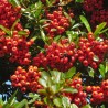 Sarkanā pirakanta ,,Red Column,, /Pyracantha coccinea/ -P9 kont.