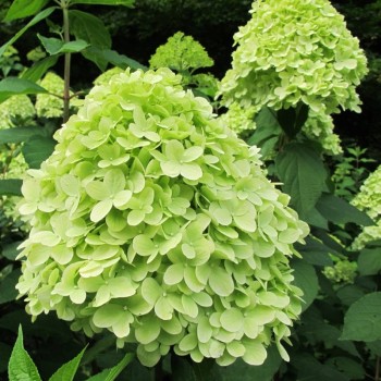 Skarainā hortenzija ,,Mojito,, /Hydrangea paniculata/ - P12 kont.