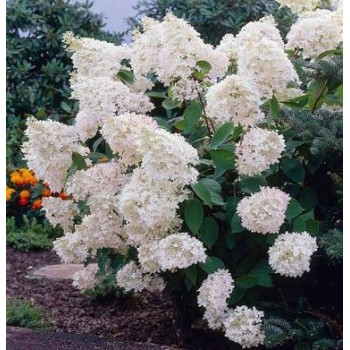 Hortenzija, skarainā 'Grandiflora' /Hydrangea paniculata/- P9 kont.