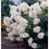 Hortenzija, šluotelinė 'Grandiflora' /Hydrangea paniculata/- P9 kont.