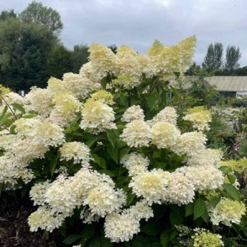 Hortenzija, šluotelinė 'Grandiflora' /Hydrangea paniculata/- P9 kont.