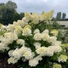 Hortenzija, skarainā 'Grandiflora' /Hydrangea paniculata/- P9 kont.