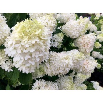 Hortenzija, skarainā 'Grandiflora' /Hydrangea paniculata/- P9 kont.
