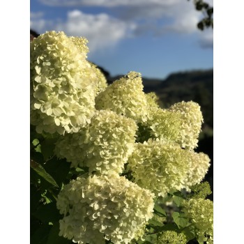 Hortenzija, skarainā 'Grandiflora' /Hydrangea paniculata/- P9 kont.