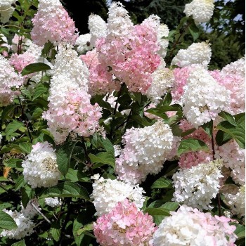 Hortenzija, skarainā ,,Vanille Fraise,, /Hydrangea paniculata/ - P12 kont.