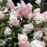 Hortenzija, skarainā ,,Vanille Fraise,, /Hydrangea paniculata/ - P12 kont.