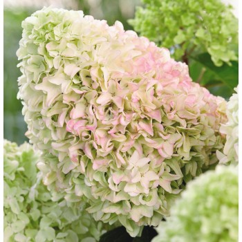 Hortenzija, skarainā ,,Little Fresco,,  /Hydrangea paniculata/ - P12 kont.