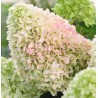 Hortenzija, skarainā ,,Little Fresco,,  /Hydrangea paniculata/ - P12 kont.