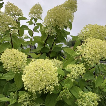 Hortenzija, šluotelinė ,,Limelight,, /Hydrangea paniculata/  - P9 kont.