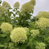 Hortenzija, skarainā ,,Limelight,, /Hydrangea paniculata/  - P9 kont.