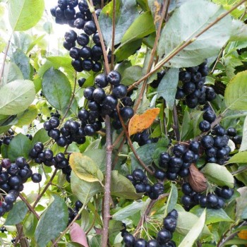 Aronija ,,Viking,, /Aronia prunifolia/ -P9 kont.