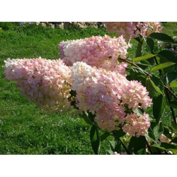Hortenzija, šluotelinė 'Grandiflora' /Hydrangea paniculata/- P9 kont.