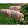 Hortenzija, skarainā 'Grandiflora' /Hydrangea paniculata/- P9 kont.