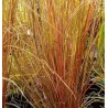 Grīslis, Buhanānas  ‘Red Rooster’/Carex buchananii/ C1 kont.