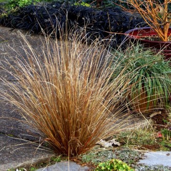 Grīslis, Buhanānas  ‘Red Rooster’/Carex buchananii/ C1 kont.