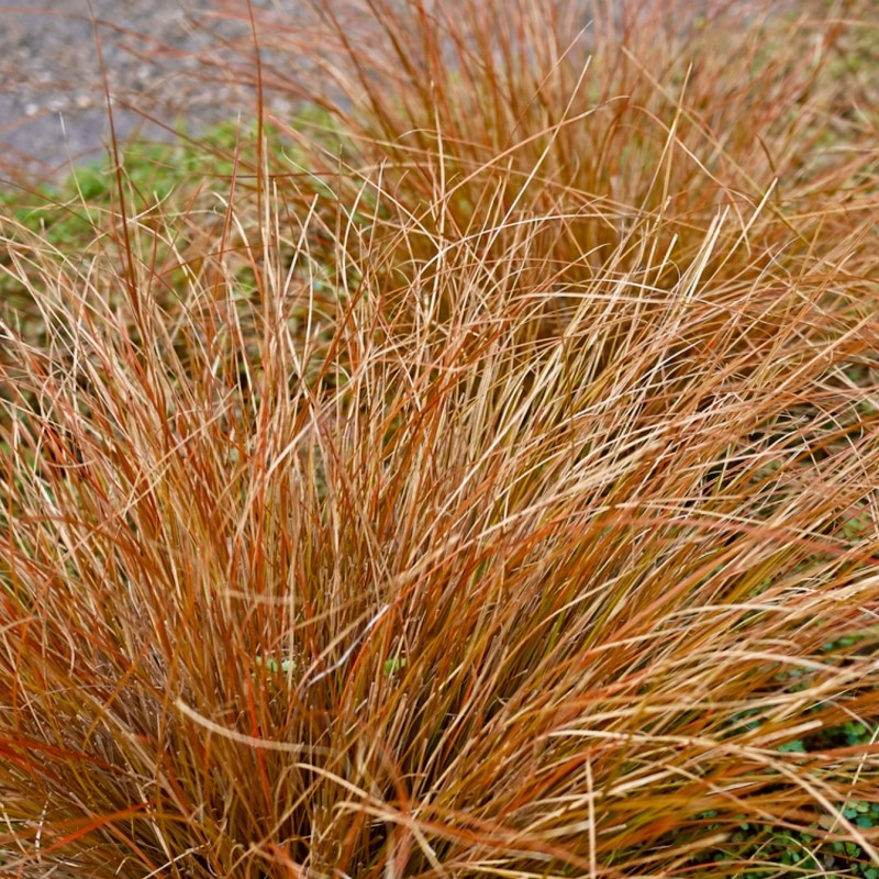 Grīslis, Buhanānas  ‘Red Rooster’/Carex buchananii/ C1 kont.