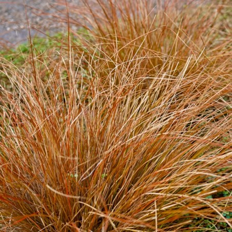Grīslis, Buhanānas ‘Red Rooster’/Carex buchananii/ C1 kont.