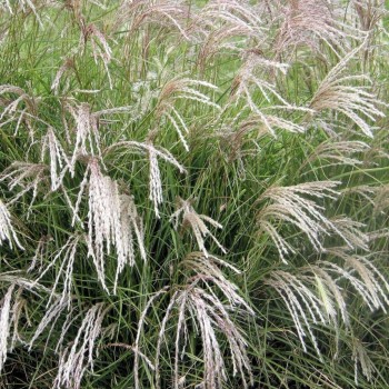 Miskante, Ķīnas 'Yakushima Dwarf'/Miscanthus sinensis/ P9 kont.