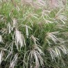 Miskantas, Kinų 'Yakushima Dwarf'/Miscanthus sinensis/ P9 kont.