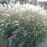 Miskante, Ķīnas 'Yakushima Dwarf'/Miscanthus sinensis/ P9 kont.
