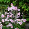 Anemone, tūbainā 'Robustissima'/Anemone tomentosa/, C2 kont.