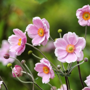 Anemone, tūbainā...