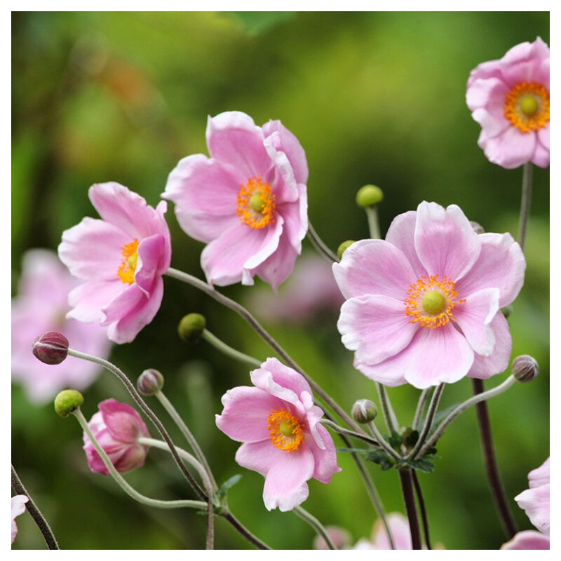 Anemone, tūbainā 'Robustissima'/Anemone tomentosa/, C2 kont.