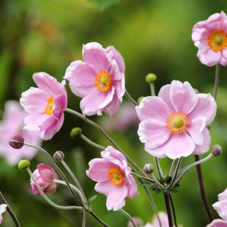 Anemone, tūbainā 'Robustissima'/Anemone tomentosa/, C2 kont.