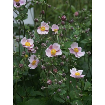 Anemone, tūbainā 'Robustissima'/Anemone tomentosa/, C2 kont.