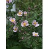 Anemone, tūbainā 'Robustissima'/Anemone tomentosa/, C2 kont.