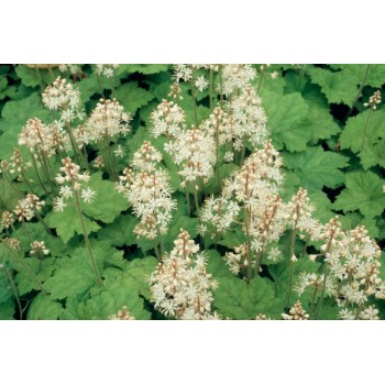 Tiarella, sirdslapu /Tiarella cordifolia/ C2 kont.
