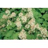 Tiarella, sirdslapu /Tiarella cordifolia/ C2 kont.