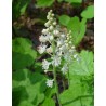 Tiarella, sirdslapu /Tiarella cordifolia/ C2 kont.