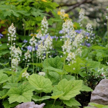 Tiarella, sirdslapu...