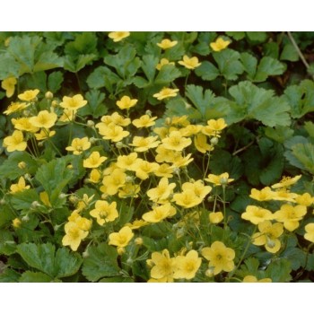 Valdšteinija, trilapė /Waldsteinia ternata/ C2 kont.