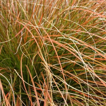 Grīslis, oranžais 'Prairie...